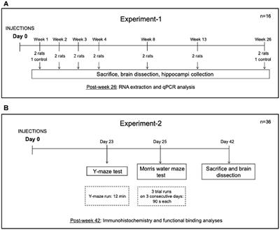 Gene Therapy Vector Encoding Neuropeptide Y and Its Receptor Y2 for Future Treatment of Epilepsy: Preclinical Data in Rats